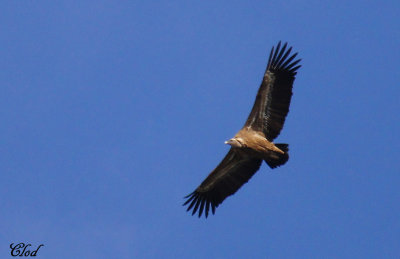 Vautour fauve - Griffon vulture