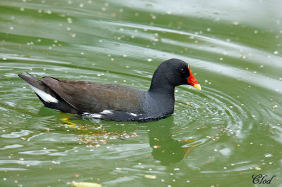 Gallinule poule-d'eau - Common moorhen