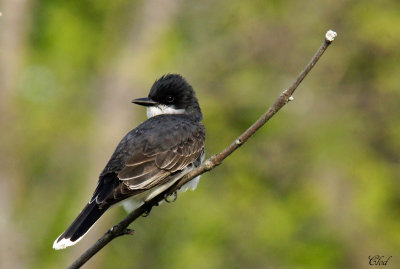 Tyran tritri - Eastern kingbird