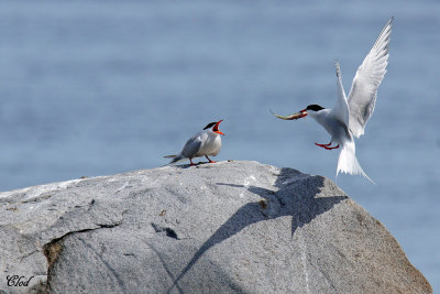 Sternes pierregarin - Common terns