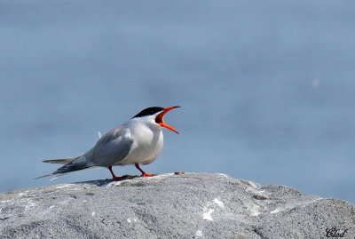 Sterne pierregarin - Common tern