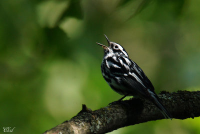 Paruline noir et blanc - Black-and-white warbler
