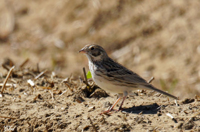 Bruant vespral - Vesper sparrow