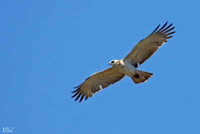 Circate Jean-le-Blanc - Short-toed snake eagle (immature)