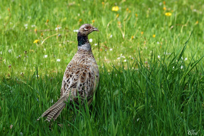 Faisan de Colchide - Ring-necked pheasant