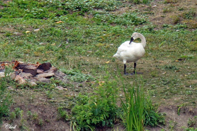 Cygne siffleur -  Tundra swan