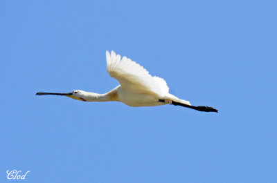 Spatule blanche - Eurasian spoonbill