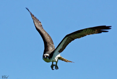 Balbuzard - Osprey