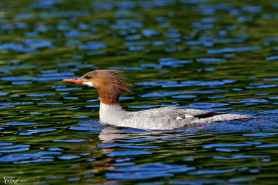 Grand harle - Common merganser (fem)