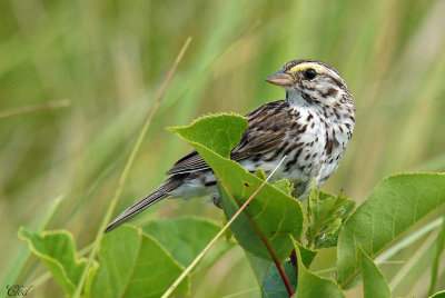 Bruant des prs - Savannah sparrow