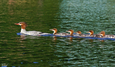 On suit maman Grand Harle - Let's Follow Mom !!