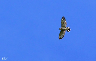 Petite buse - Broad-winged hawk
