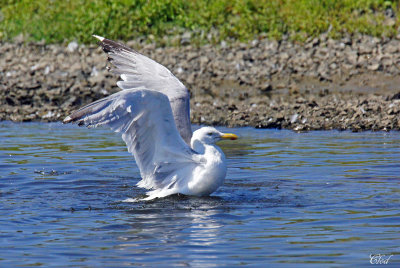 Goland argent - Herring Gull