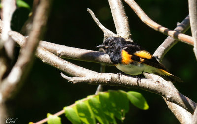 Paruline flamboyante - American redstart