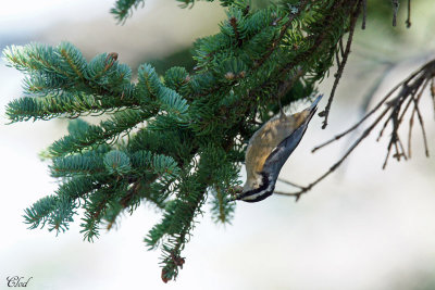 Sittelle  poitrine rousse - Red-breasted nuthatch