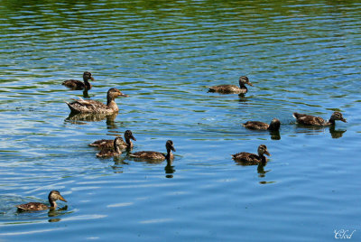 Quelle belle grande famille - Nice large family on the pond