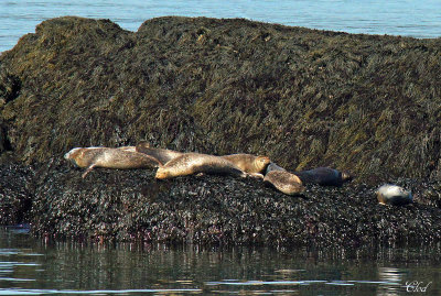 Phoques commun - Common seals