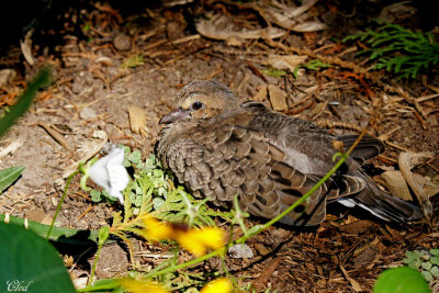 Tourterelle triste - Mourning dove (juvenile)