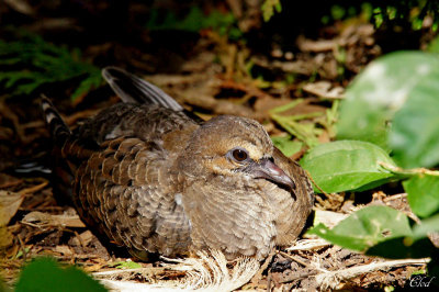 Tourterelle triste - Mourning dove (juvenile)