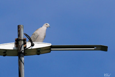 Tourterelle turque -Eurasian collared-dove