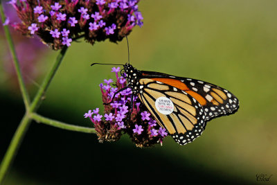 Monarque - Monarch butterfly