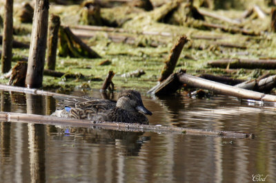 Sarcelle  ailes bleues - Blue-winged teal (juv)