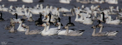 Oies des neiges - Snow geese