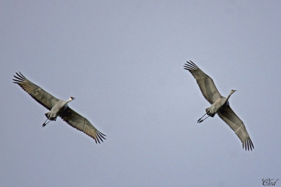 Grues du Canada - Sandhill cranes