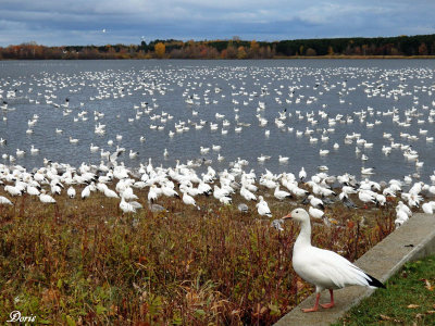 Oies des neiges - Snow geese