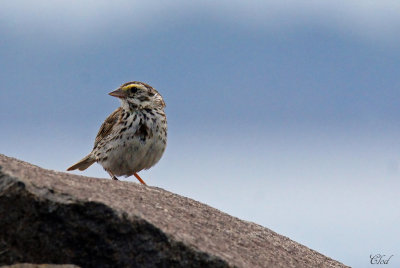 Bruant des prs - Savannah sparrow