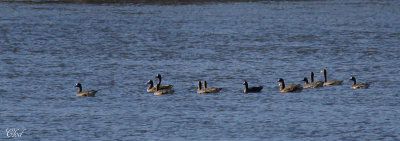 Oies rieuses- Greater white-fronted geese