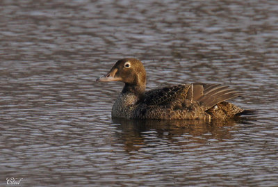 Eider  tte grise - King eider (young male)