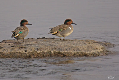 Sarcelles d'hiver - Green-wing teal