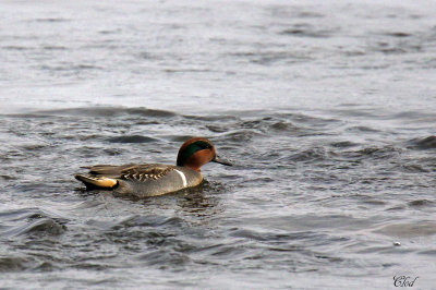 Sarcelle d'hiver - Green-wing teal