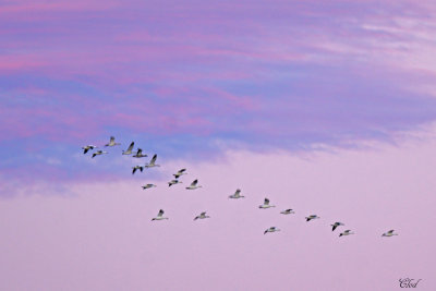 Oies des neiges au lever de soleil - Snow geese in the sunrise