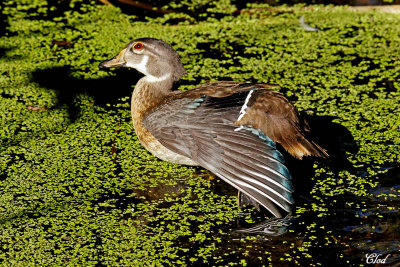Canard branchu en éclipse - Wood duck