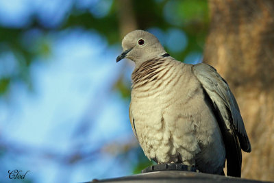 Tourterelle turque - Eurasian collared-dove