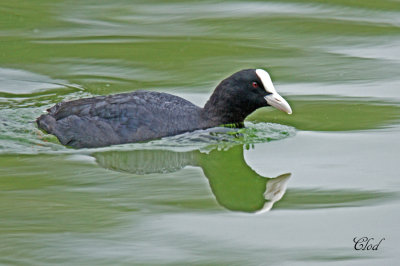 Foulque macroule - Eurasian coot