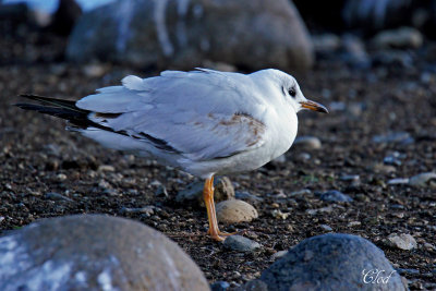 Mouette rieuse - Black-headed gull