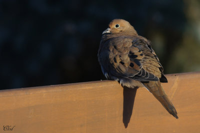 Tourterelle triste - Mourning dove