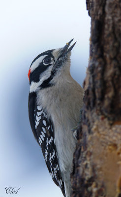 Pic mineur - Downy woodpecker