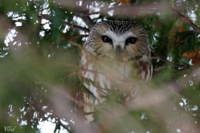 Petite nyctale - Northern saw-whet owl