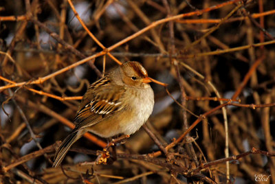 Bruant  couronne blanche - White-crowned sparrow