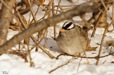 Bruant  couronne blanche - White-crowned sparrow