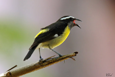 Sucrier  ventre jaune - Bananaquit