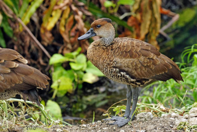 Dendrocygne des Antilles - West Indian whistling-duck