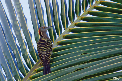 Pic dHispaniola - Hispaniolan woodpecker 