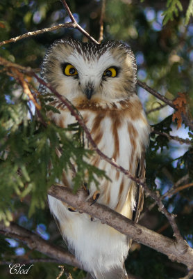 Petite nyctale - Northern saw-whet owl