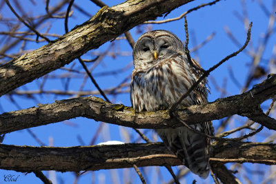 Chouette raye - Barred owl