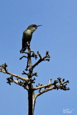 Colibri nain - Vervain Hummingbird